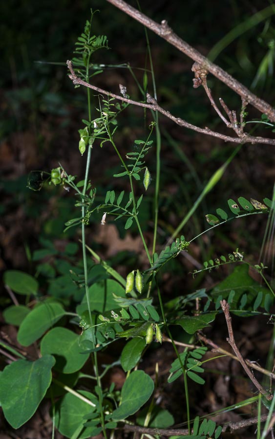 Vicia loiseleurii / Veccia di Loiseleur